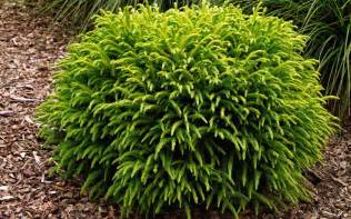 Like most daylilies, dwarf rebloomers love the sun, but will also tolerate some shade. Globosa Nana' is a dwarf form of Cryptomeria japonica with ...