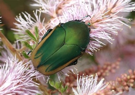 Cotinis Nitida Wikipedia The Free Encyclopedia Beetle Beetle