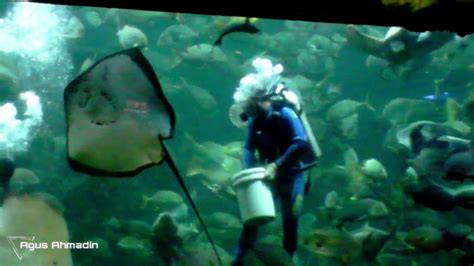 Menyelam Di Aquarium Seaworld Indonesia Youtube
