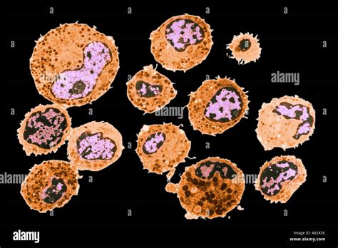 Tem Image Of Wbc Hi Res Stock Photography And Images Alamy