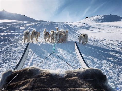Dog Sledding The Act To The Viewpoint Guide To Greenland