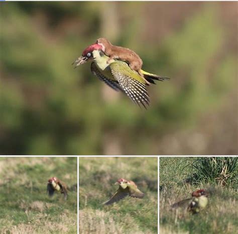 green woodpecker being attacked by weasel woodpecker took flight to shake weasel off green
