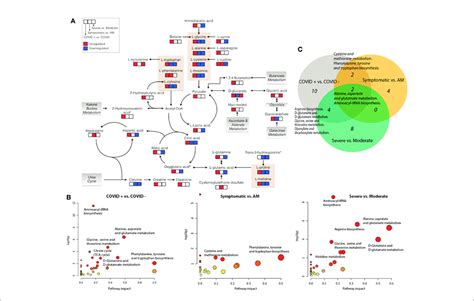 metabolic pathways a schematic overview of key distributed download scientific diagram