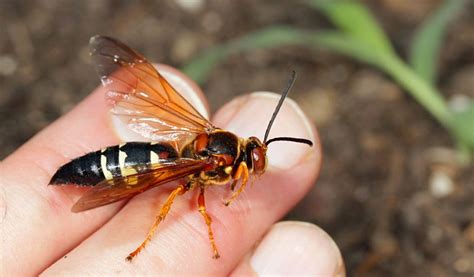 Cicada Killer Wasps Facts Nest And Habitat Information