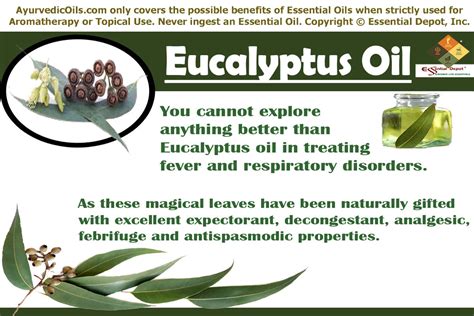 Ayurvedic Health Benefits Of Eucalyptus Oil Essential Oil
