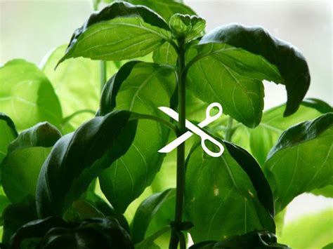 According to angela floyd, the manager of french florist in los angeles, california, feeding tap water to most cut flowers is sufficient. How To Prune Basil | Click & Grow Blog - Click & Grow