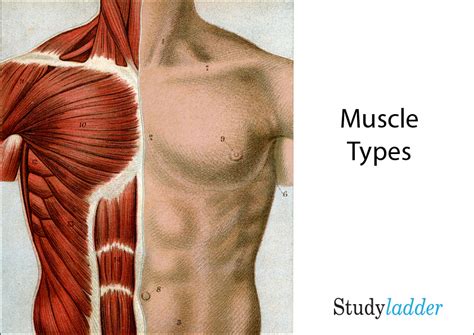 Types Of Muscles 5slides Studyladder Interactive Learning Games
