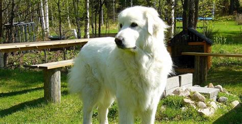 Great Pyrenees Dog Breed Information Guide Breed Advisor