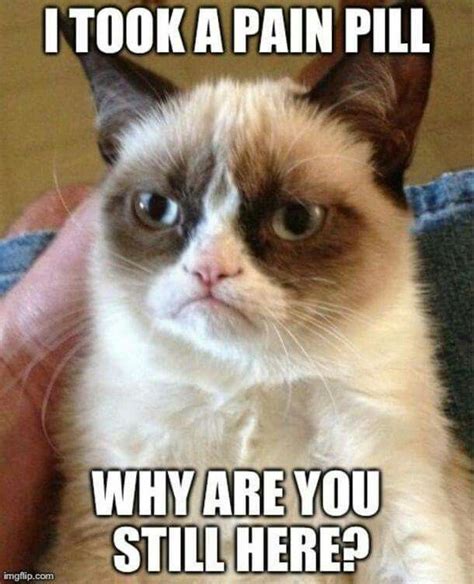 Lol Grumpy Cat Quotes Funny Grumpy Cat Memes Funny Animal Memes