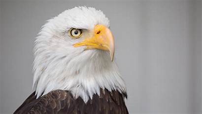 Eagle Bald Eagles Desktop Save Wallpapers American