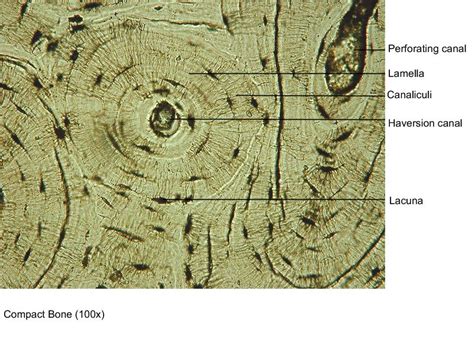 The inset shows the lamellae of the compacta. Histology at Harvard University - StudyBlue