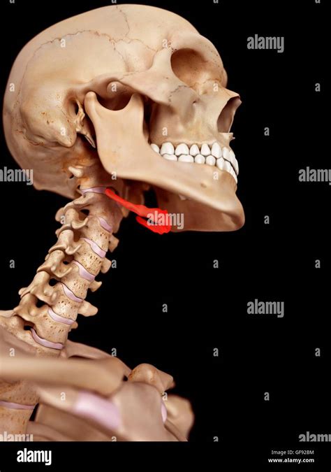 Human Neck Anatomy Illustration Stock Photo Alamy