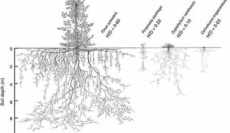root depth of plants