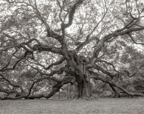 Angel Oak Tree Print Charleston Sc Photo Johns Island Etsy Angel