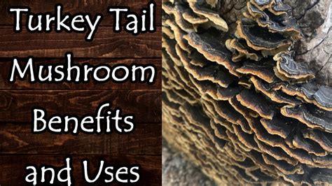 turkey tail mushroom trametes versicolor benefits uses and identification youtube