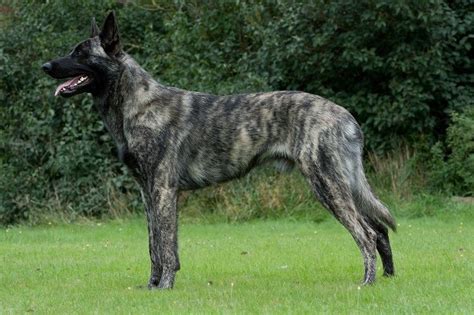 Characteristics, history, care tips, and helpful information for. Grey Brindle Dutch Shepherd | Dutch shepherd dog, Shepherd ...