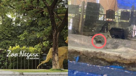 ‪zoo negara zoo negara hulu kelang‬, ‪ampang‬ 68000,‎ מלזיה. Malaysia's national zoo says rats in penguin enclosure not ...