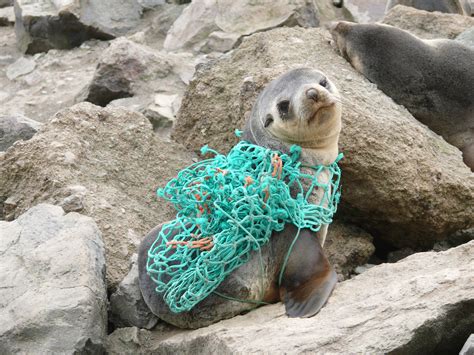 Global Review Of Seal Entanglement Published — Marion Island Marine
