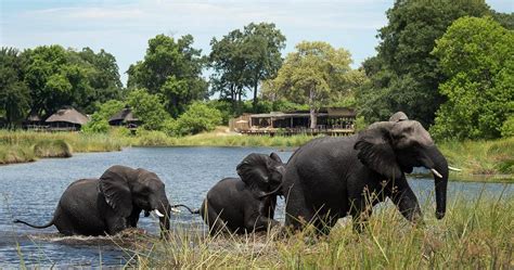 About Chobe National Park In Botswana Travel Information And All You