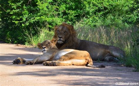Lions Mating Kruger National Park Geogypsy