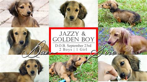 Please see our planned litters page for more premier breeder of english cream golden retrievers in virginia, maryland, north carolina, and south carolina! English Cream Dachshund Puppies Available | Royalworth Kennel