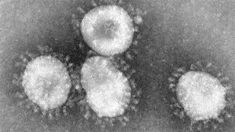 A Cientista Que Descobriu O Primeiro Coronavírus Humano Após Ter