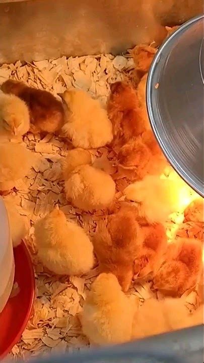 Baby Chicks Have Arrived 🐥🌞 1 Min Of Chick Fun Letsgoexplorin