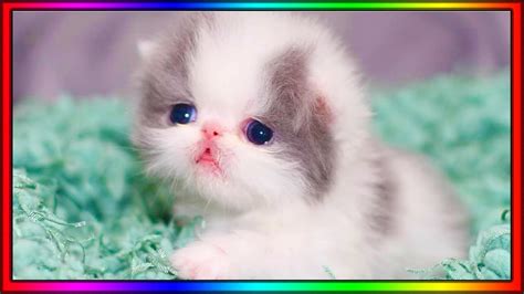 Cute Baby Cats Funny Cat Videos Compilation 1 World Cat Comedy