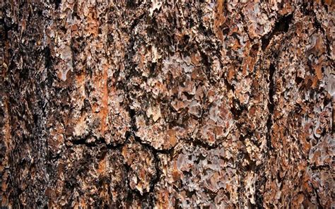 Download Wallpapers Pine Bark Texture Macro Brown Wooden Background