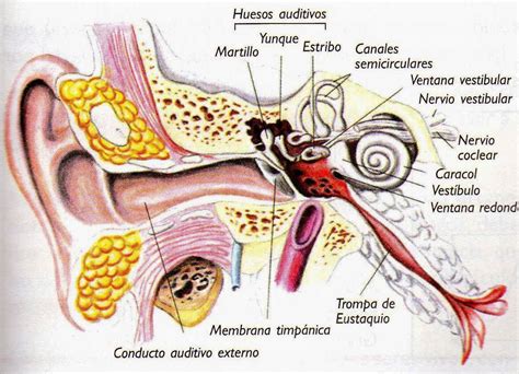 Información Sobre El Oído Humano
