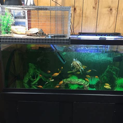 Wide X Long X Tall Basking Turtle Aquarium Tank Topper