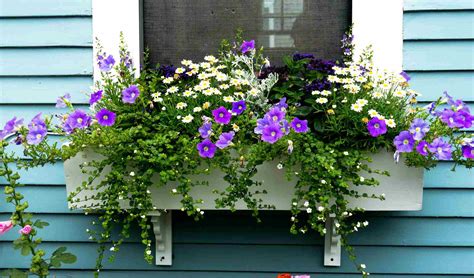 15 Gorgeous Flowering Window Box Ideas For Spring