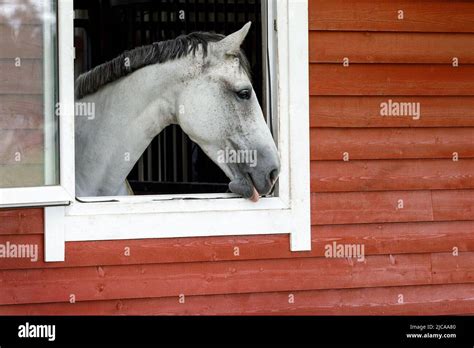 Beautiful Arabian Horse Looking Out Of Stall Window At Wooden Stable
