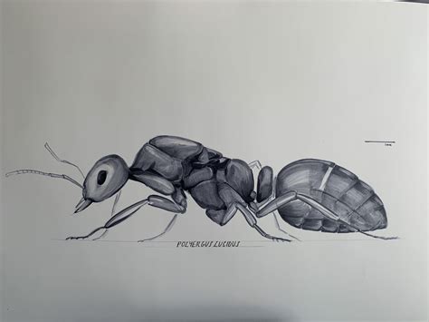 Ants Drawing How To Draw An Ant · Art Projects For Kids Dekorisori