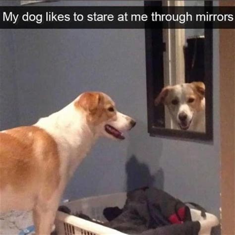 Heckin Good Doggo Memes 33 Memes Dog Memes Animal Memes Funny