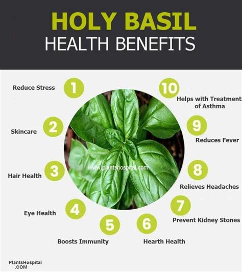 Holy Basil Tulsi Health Benefits Uses Side Effects And Warnings
