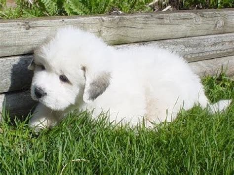 It is a style parody of the doors, and contains lyrics inspired by postings at the online classified advertising service. Great Pyrenees, Puppies, Dogs, For Sale, In Atlanta, Georgia, GA, Savannah, Sandy Springs ...