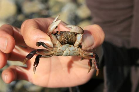 She was, like, foaming at the mouth with mom joy. Crab Foaming at the Mouth stock image. Image of crustacean ...