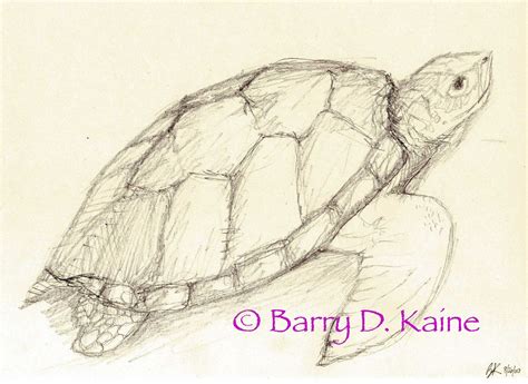 Sea Turtle Pencil Drawing 680 Print Turtle Drawing
