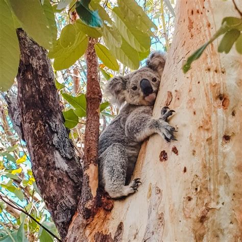 The Best Places To See Koalas On Magnetic Island Australia