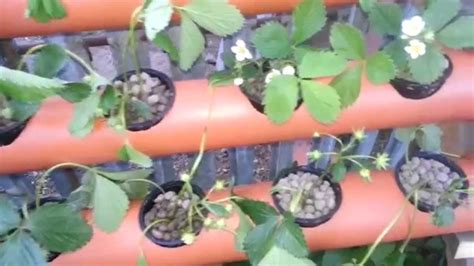 Growing Strawberries In Hydroponics System Youtube