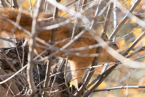 Eastern Fox Squirrels In Orange County Orange County Outdoors