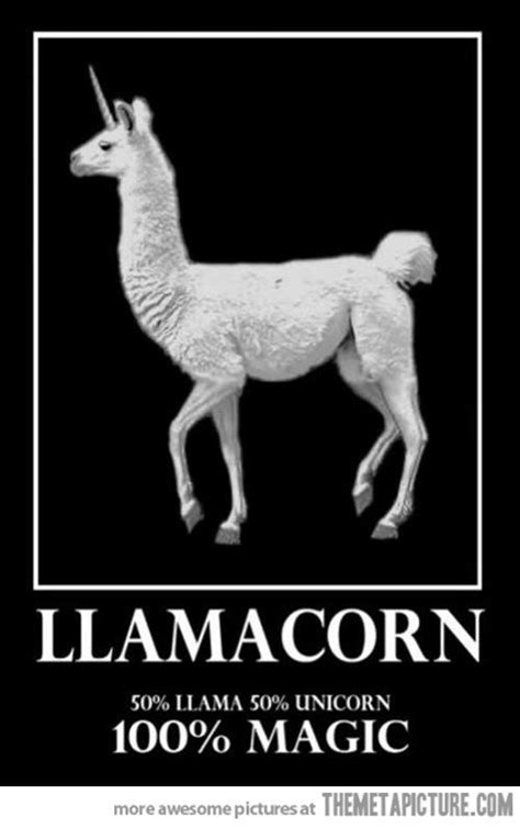 Funny Llama Unicorn White Llamas Vs Alpacas