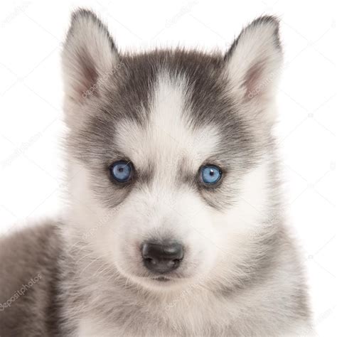 Check spelling or type a new query. New White Siberian Husky Puppy With Blue Eyes - pixaby