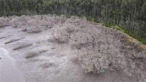 mangroves killed during black summer bushfires near batemans bay are not growing back abc news