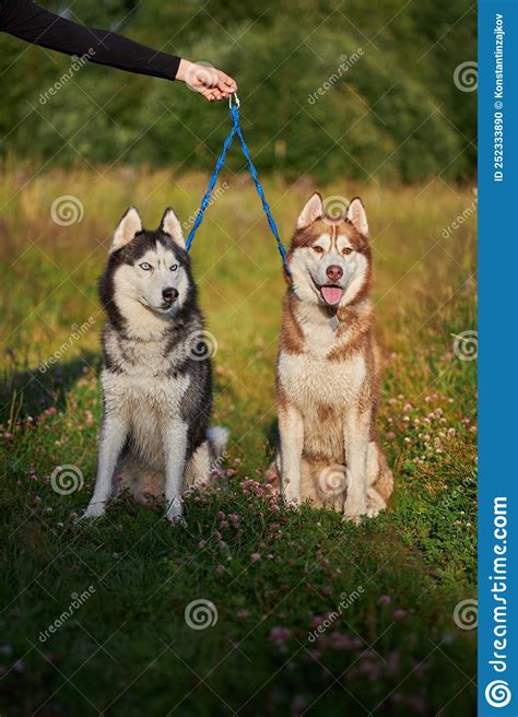 Cute Two Siberian Husky Dogs Portrait Front View Stock Photo Image Of