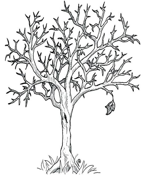 Bare Tree Coloring Page At Getdrawings Free Download