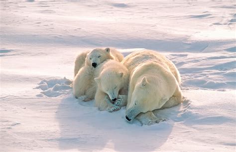 Where Do Polar Bears Sleep