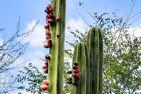 Can you eat the flowers from the cactus? Are Cacti Edible? (5 Types Of Cactus You Can Eat) - CactusCare