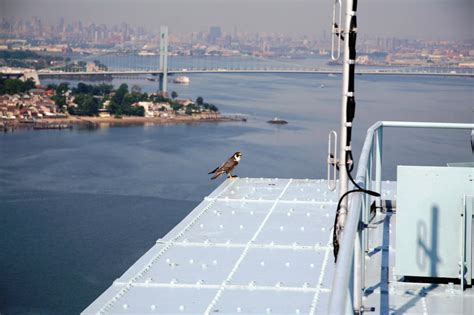 Mta Releases Photos Of Falcon Chicks From Marine Parkway Throgs Neck
